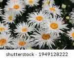 Large Double Fluffy Daisies Of...