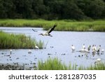 Beautiful Wood Stork Flying...