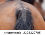 Small photo of Horse eczema, skin irritation on tail loosing hair. sweet itch on tail root