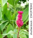 Small photo of The name of this flower is Cockscomb flower.Cockscomb flowers are also known as Wool Flowers , suggestive of a highly colored brain.The coxcomb is 2-5 inches wide with 12-28 inch long leaves.
