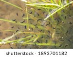 Small photo of Frogs eggs containing a black embryo and jelly globule which supports the embryo. The second stage of embrio development. frog caviar (frogspawn) in a pond or lake