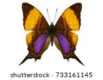 Small photo of Daggerwing butterfly (Marpesia corinna, upside) from Peru isolated on white background