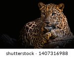 leopard resting on a log