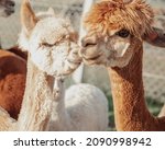 Two Alpacas In Love Are...