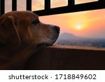 Small photo of Old, yellow, male labrador retriever resting his chin on balcony, looking away, in a sad/somber mood. Missing long walk due to Coronavirus pandemic lockdown restrictions. Gorgeous sunset backdrop.