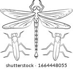 dragonfly and bugs vector... | Shutterstock .eps vector #1664448055