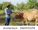 Small photo of Asian male vet is observing and recording information about cow in Thailand. Concept for study and research through smart digital device technology. Animal farm, Agriculture development. zoology