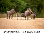 Small photo of Road Hogs - Warthog family group, adults and young, standing on a dirt road in Kruger National park with blurred background