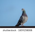 Pigeon In A Shed Roof