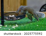 Squirrel Eating From Bird Feeder