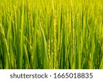 Green Rice Field.rice During...