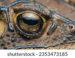 Small photo of Extrem macro of Toad eye, Detail of toad eye.