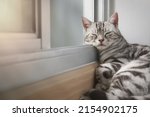 Cat sleep calm and relax on the floor near the door is open or glass window frame with afternoon sunshine, American shorthair feline breed classic silver color lying in living room with copy space.