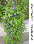 Small photo of Flowering Blue Clematis 'Pamela Jackman' (Clematis hybrida)