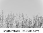 Black and white picture of a carrion crow (corvus corone) in the winterly treetops