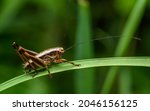Dark bush cricket  pholidoptera ...