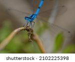 Common Blue Damselfly  Or...