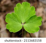 Small photo of single leaf of European or common columbine, granny's nightcap or bonnet (Aquilegia vulgaris)