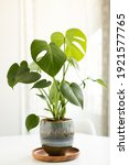 Monstera Plant Potted In A...