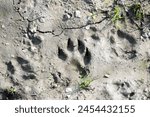 Animal tracks in the mud....