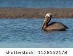 A Brown Pelican Floating In A...