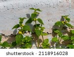 Small photo of Yellow archangel, ordnance plant. Lamium galeobdolon grows on the foundation of a house