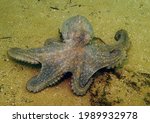 Playful southern octopus (octopus Australis) cephalopod moves across sandy ocean floor