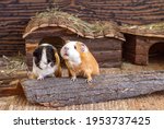 Two Guinea Pigs Red Black White ...