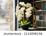 Small photo of Stylish interior design with beautiful white potted orchid flowers and bookcase next to window
