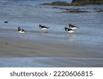 Small photo of oyster catchers (also known as eurasian oyster catcher) feeding at low tide on sandy beach