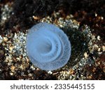 Small photo of egg rosette of the rare sea slug known as a highland dancer. Each rosette is estimated to contain one million eggs