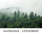 Healthy green trees in a forest of old spruce, fir and pine. Spruce trees down the hill to coniferous forest in fog at sunrise