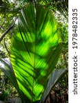 Small photo of Lantannyen fey (Phoenicophorium borsigianum, latanier palm) palm leaf, endemic Seychelles species, on Glacis Noire nature trail, Praslin Island, Seychelles.