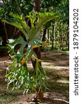 Staghorn Fern Are Large Ferns...