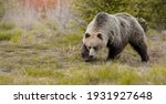 European Brown Bear   Ursus...