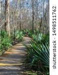 Small photo of Footpath through saw palmetto and swamp, Camp Salmen, Slidell, La.