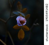 Small photo of Blooming Pink Rose in Fairy Tale dreamy Forest , Dark, moody flower on mysterious Nature background and shiny glowing moon rays in night with Somber look, Design of floral card, Selective Focus