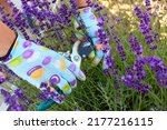 Small photo of Care and cultivation of French lavender plants in flower garden outdoors in summer season. Works on landscaping in the flower garden. A gardener prune dead lavender blossoms to prolong flowering.