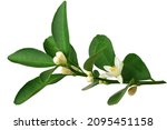 a branch of an orange or tangerine tree with fruits and flowers, isolated on a white background