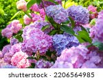Beautiful Hydrangea Flowers Of...