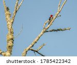 A Redheaded Woodpecker Searches ...