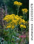 Small photo of Jacobaea vulgaris, syn. Senecio jacobaea, family Asteraceae. Common names include ragwort, common ragwort, stinking willie, tansy ragwort, benweed, St. James-wort, stinking nanny,ninny,willy, staggerw