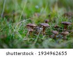 Mushrooms In Grass In Norway