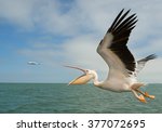 White pelican in flight ...