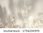 Small photo of Artistic photographs of the lunaria plant, silver plant, ornamental plant, warm tonality, playing with the blur to give a feeling of space, Texture