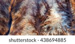 Small photo of Defense mechanism, abstract photography of the deserts of Africa from the air. aerial view of desert landscapes, Genre: Abstract Naturalism, from the abstract to the figurative, contemporary photo art