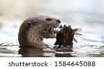 Giant River Otter  Pteronura...