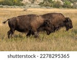 Small photo of Wild buffalo roam the grasslands of Theodore Roosevelt National Park, ND on a clear day in September.
