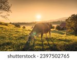 Rustic scenery of a cow grazing on pasture with sunrise over hill in livestock village on summer at Hirzel, Switzerland
