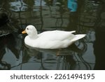 White Duck Is Swimming On A...
